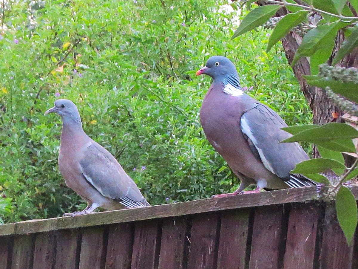 Adult and juvenile Woodpigeons waiting for their turn at my garden birdbath. The male bird spends all day calling from the cherry blossom tree just outside my window. <a href="/teesbirds1/">teesbirds</a> <a href="/DurhamBirdClub/">Durham Bird Club</a>