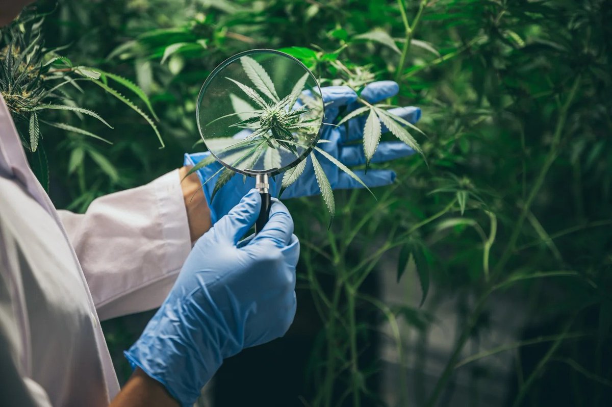 Hemp = sustainable, versatile, and packed with potential. 🌱

From textiles to carbon capture, explore the many ways industrial hemp benefits people &amp; the planet.

📰 Read more below from "What's Growing On?"

heyor.ca/1lW4qj