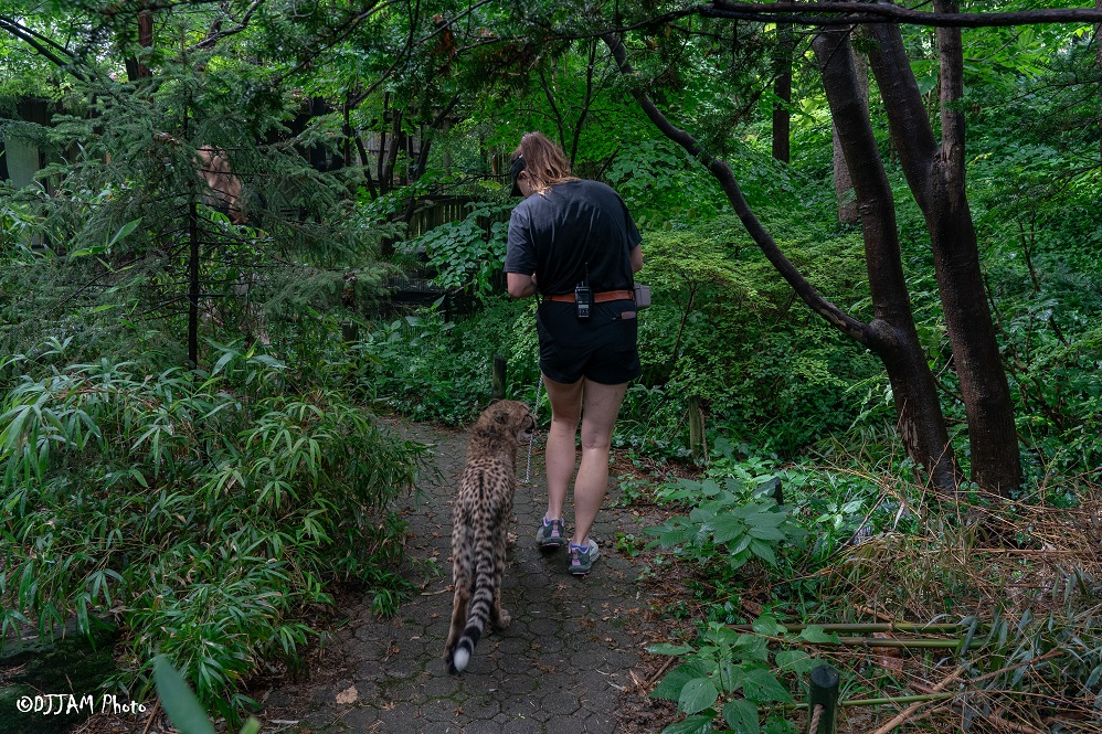 CincinnatiZoo's tweet image. The cheetah cubs are doing great on their training! They're working on leash walking so they can walk around the zoo for enrichment & visit different areas to help with educational programs talking about cheetah conservation! Lulu had a fun time exploring during her walk.