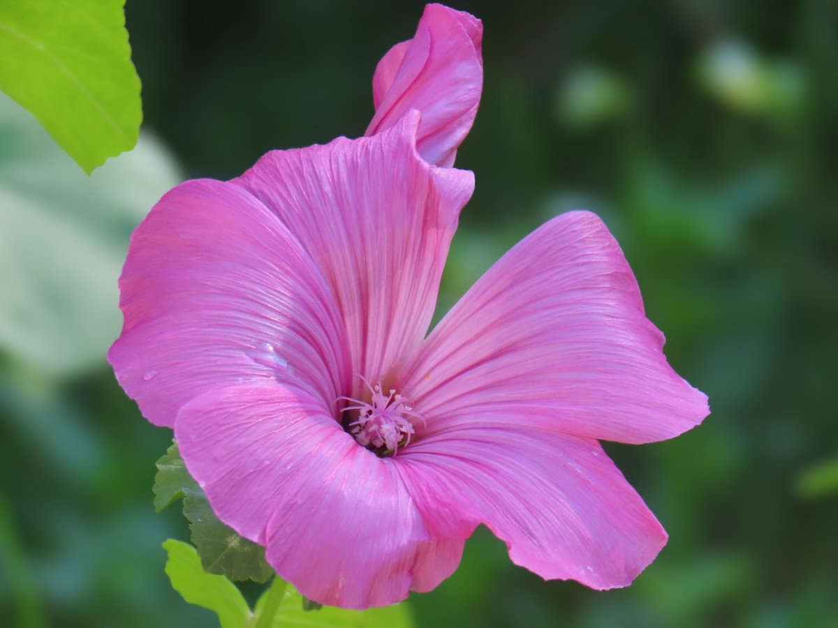 HanneleLaukka's tweet image. Vaaleanpunaiset päivät puutarhassa. Ei se lempivärini ole, mutta menköön.
#FlowerReport