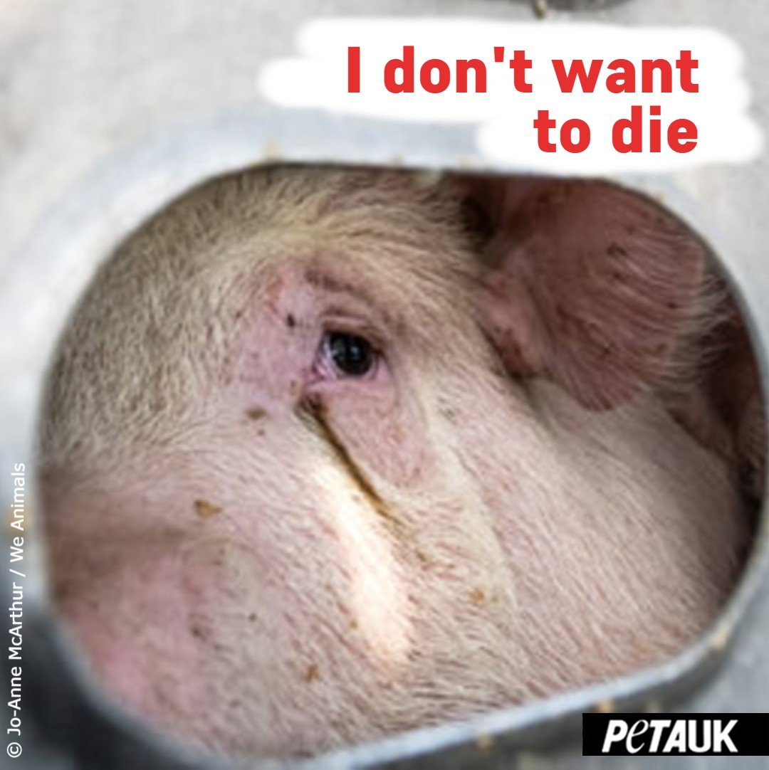 PETAUK's tweet image. Animals can be in transit for days, often without sufficient food, water, or rest.
THIS is live export 💔