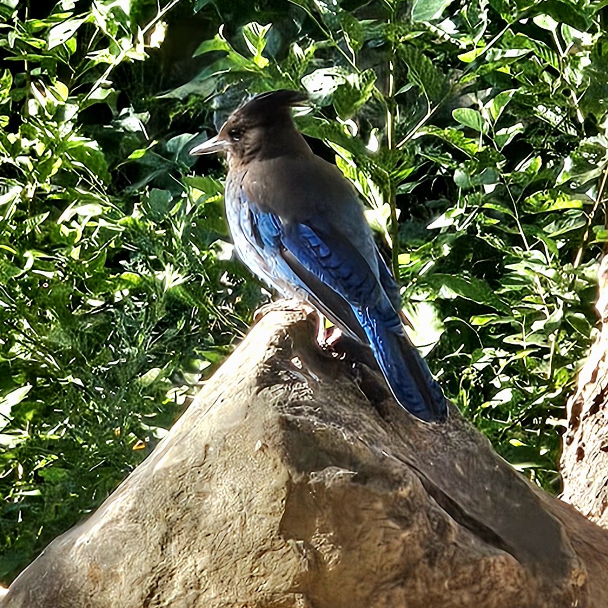 CryptoStache's tweet image. &quot;Stellar Jay&quot;

(I took this photo!)