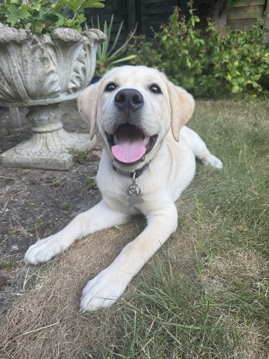 HearingDogs's tweet image. Say hello to adorable Atlas 🐶
Our happy little boy is in the first stage of his hearing dog training where he's being encouraged to explore the world around him and is learning his basic cues like 'Sit' and 'Down'.
Well done Team Atlas🐾