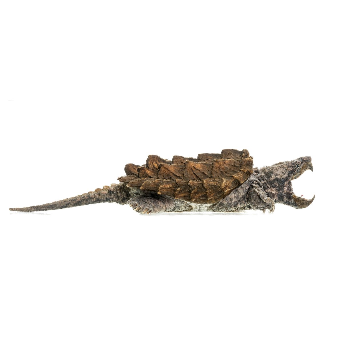 The turtle equivalent of stepping on a LEGO.

Alligator snapping turtles are known for spiky shells and powerful jaws. Watch for them in deep, slow-moving waters of large rivers in the Mississippi River Basin of the southeast. Some may live up to 70 years!

📷 Sam Stukel/USFWS