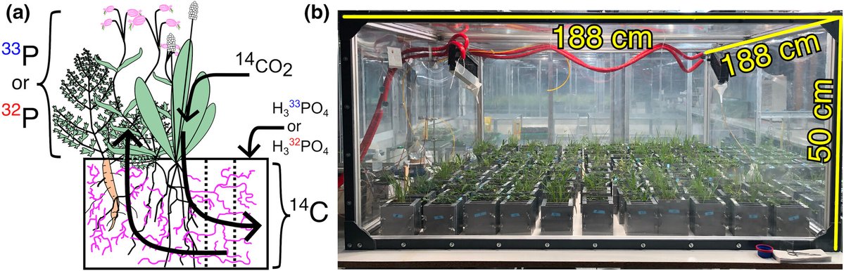 NewPhyt's tweet image. More for less: how mycorrhizal fungal diversity benefits plant communities
📖 nph.onlinelibrary.wiley.com/doi/10.1111/np…
#Commentary by Janoušková and Jansa highlighting the recent work by Weber et al.
📖 nph.onlinelibrary.wiley.com/share/QIYTPF6P…