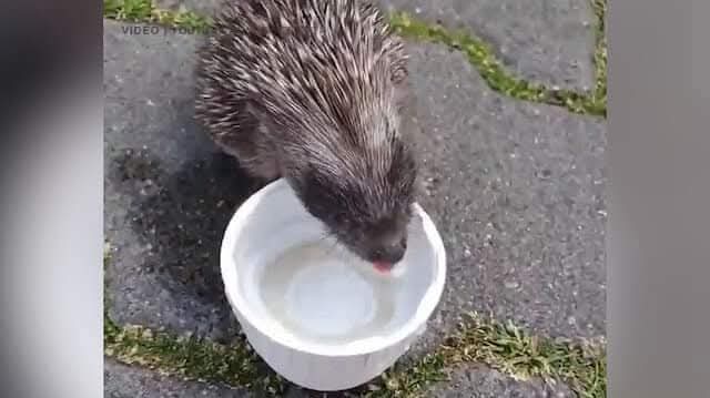 Bu sıcak günlerde, kapınızın önüne koyacağınız bir kap su hayat kurtarır.