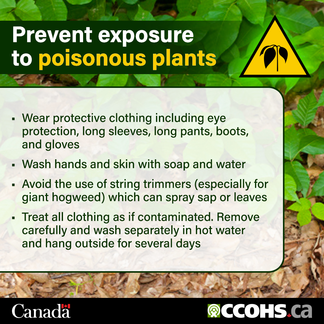 CCOHS's tweet image. Poisonous plants are an occupational hazard for landscapers, farmers, forestry workers, camp counsellors and more. Tips to limit exposure: ow.ly/5l3c50WrPoS