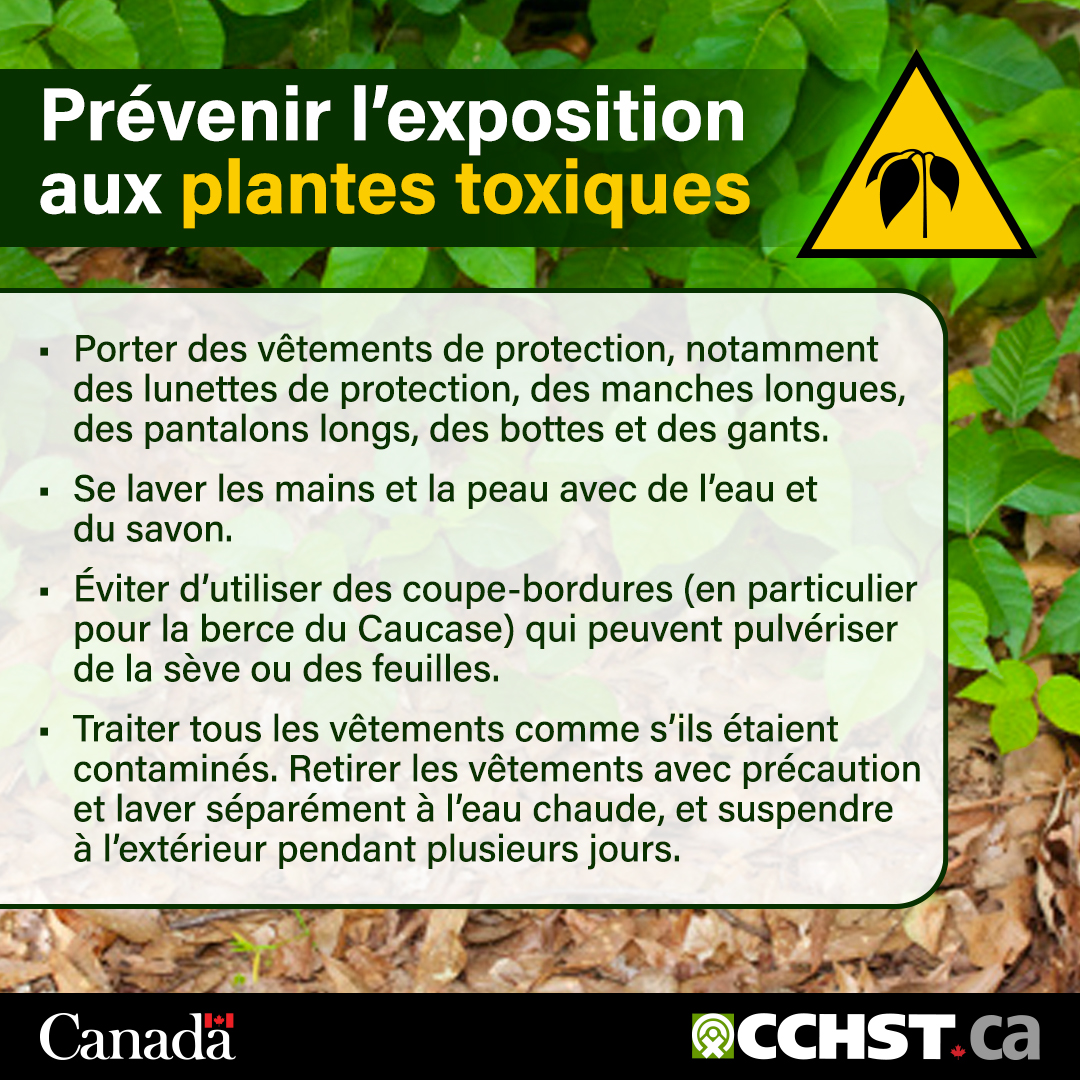 Les plantes toxiques constituent un risque professionnel pour les paysagistes, les agriculteurs, les travailleurs forestiers, les moniteurs de camp et bien d’autres encore. Conseils pour limiter l’exposition : ow.ly/Hp8z50WrPrp