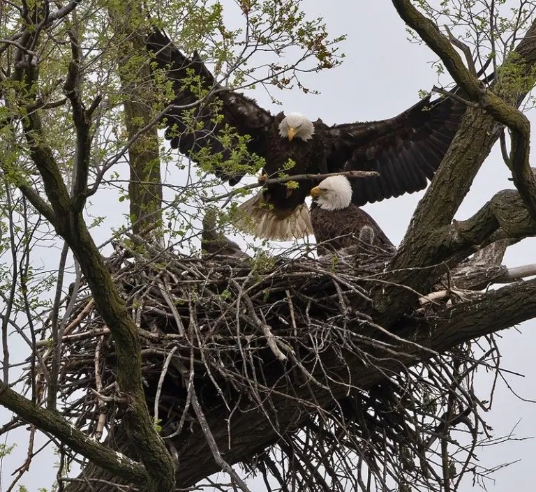sean kirst (@seankirst) on Twitter photo For months, legendary #UpstateAmerica photographer Mike Greenlar has joined group of photographers closely following nesting eagles, raising their young near Onondaga Lake - stunning event at place sacred to Haudenosaunee. My <a href="/Central_Current/">Central Current</a> column, with Mikeās beautiful images: For months, legendary #UpstateAmerica photographer Mike Greenlar has joined group of photographers closely following nesting eagles, raising their young near Onondaga Lake - stunning event at place sacred to Haudenosaunee. My <a href="/Central_Current/">Central Current</a> column, with Mikeās beautiful images:
