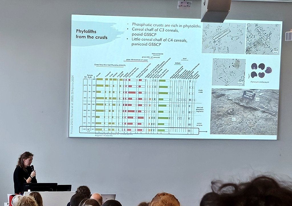 DrJenniferBates's tweet image. Back after lunch at #IWGP2025 in #Groningen for more on urban #archaeobotany. Big data mining, Bronze Age Mediterranean multiproxies, dung in #Italy, and cereals and theoretical approaches in #Egypt.
#archaeology #archaeologicalscience