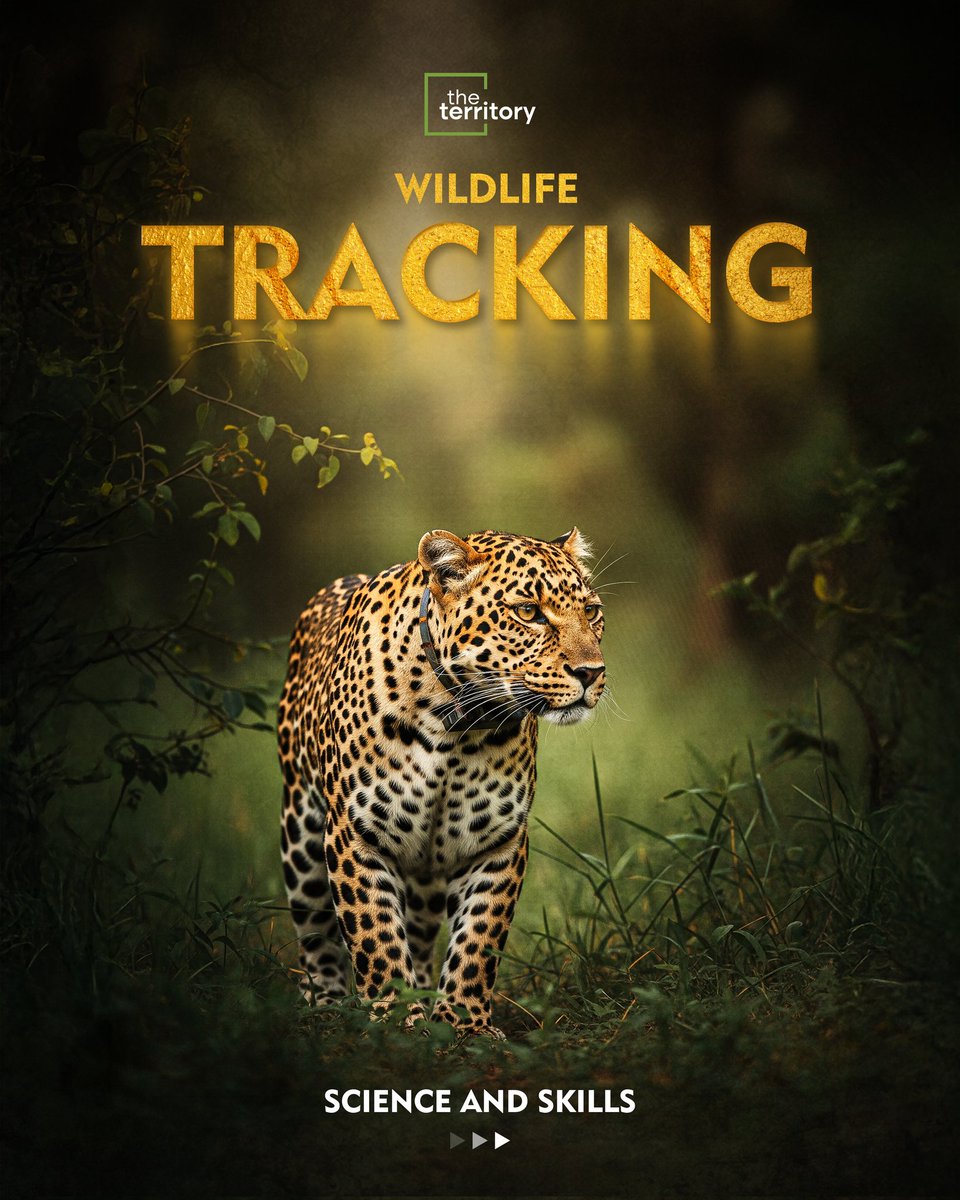 DTerritoryIndia's tweet image. Wildlife tracking is where scienceresearch meets survival—GPS collars, camera traps, and fieldwork help monitor species and protect habitats. Data saves wildlife.
#WildlifeConservation #TrackingTech #NatureMatters #EcoScience #technology #Wildlife #India