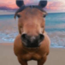 SecretlyLivbe's tweet image. do u ever just feel like this horse like what the hell man sure