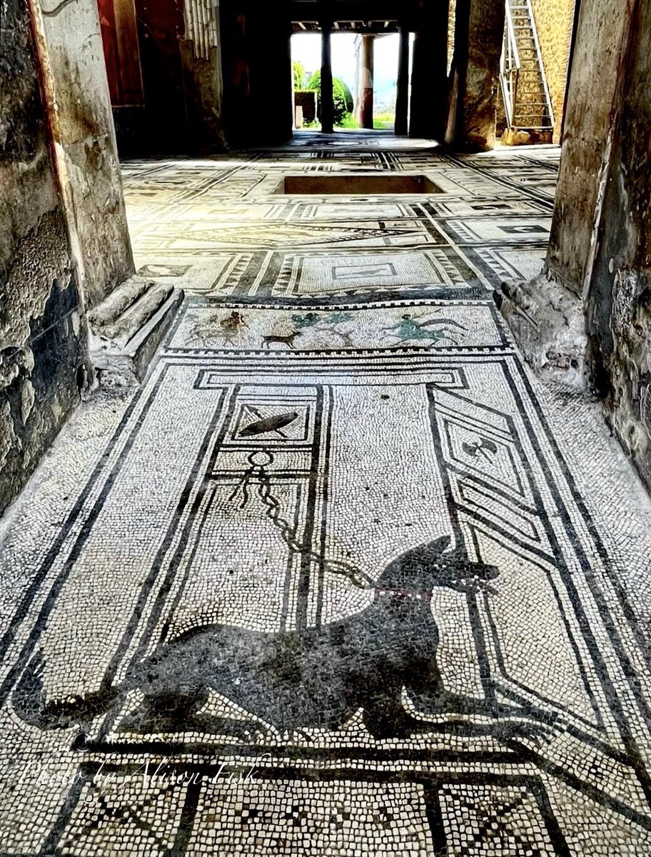 AlisonFisk's tweet image. A very good boy guarding his family home for 2,000 years! 🐾
Roman mosaic in the entrance passage of the House of Paquius Proculus, Pompeii.
📷 by me
#MosaicMonday
#Archaeology