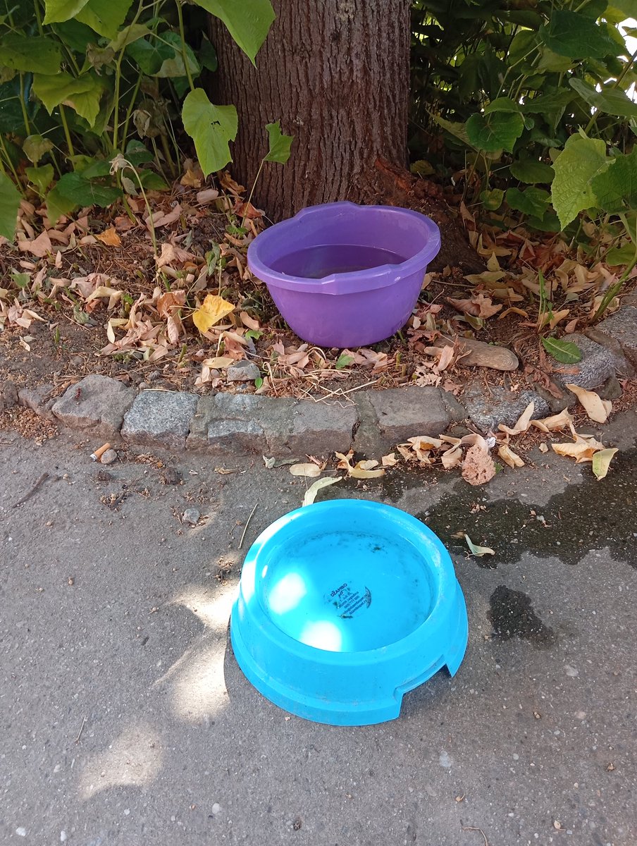 iznesite VODU za pse i mačke ♥️ koje žive na ulici. Spasite im život i kupite svoje mesto u Raju.  RT molim vas