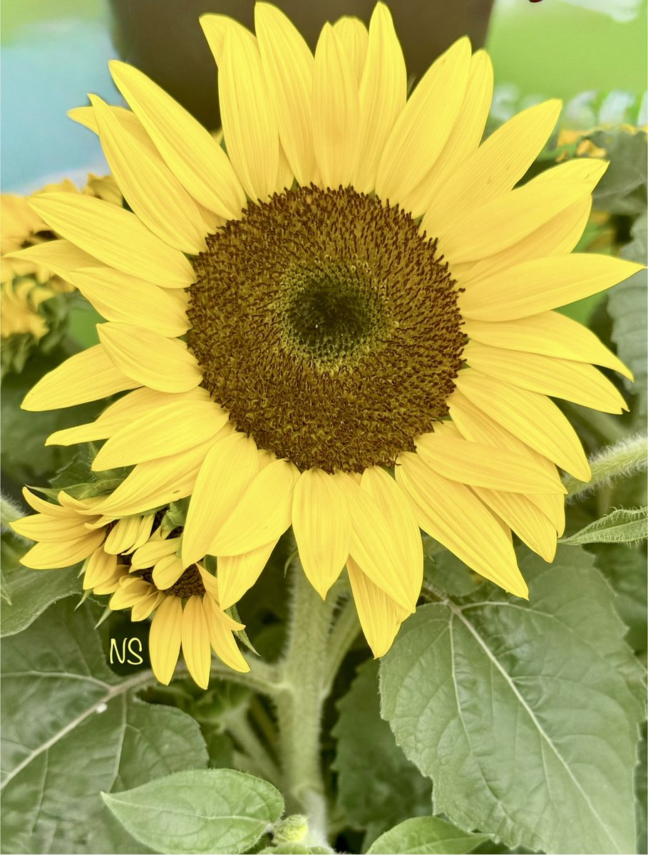 Trust the magic of new beginnings!

~Meister Eckhart 

#HappyNewWeekEveryone 🌻