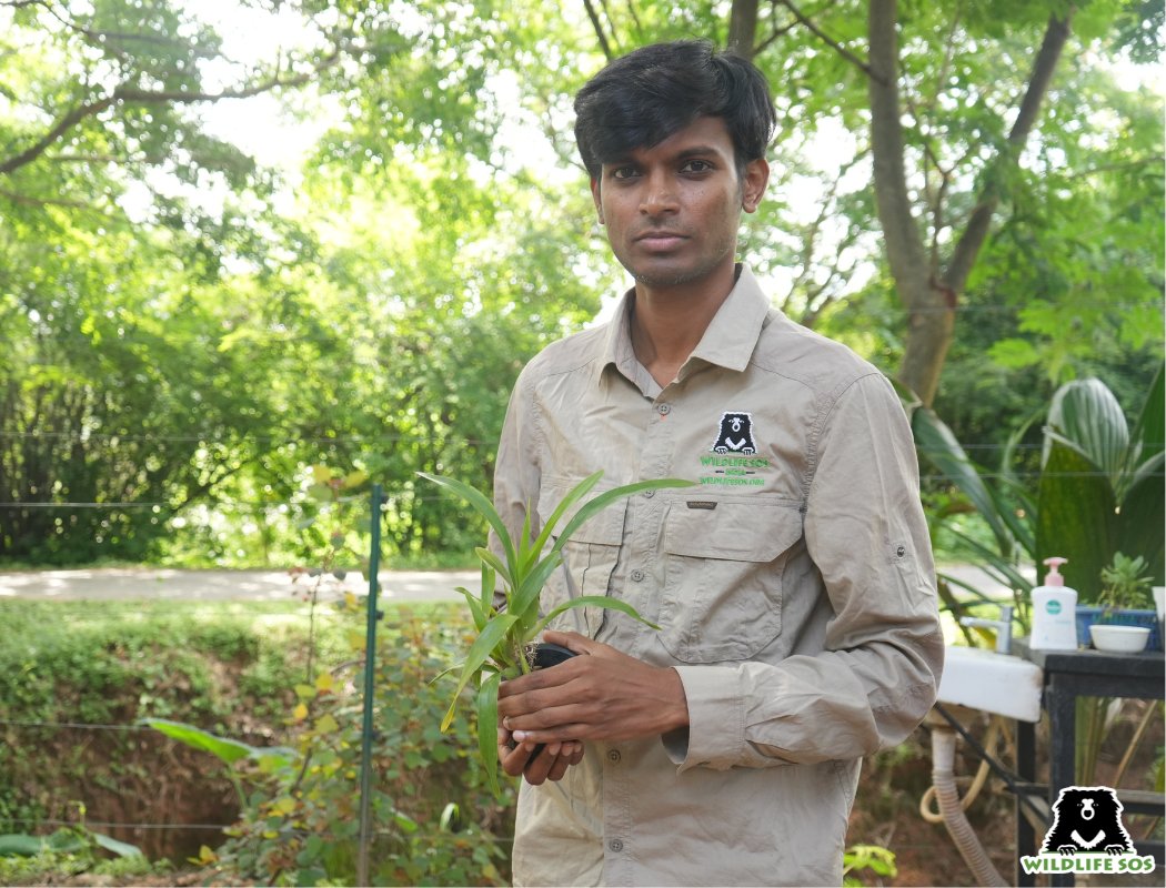 WildlifeSOS's tweet image. From designing enrichments for rescued sloth bears to leading daily operations at our Bannerghatta Bear Rescue Centre, Sandeep wears many hats, and all with heart.
A former corporate professional turned full-time conservationist, Sandeep's journey began with a childhood memory…
