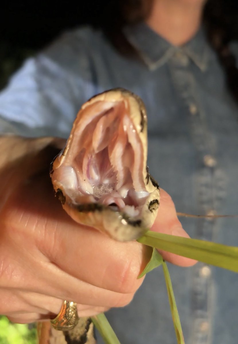 SecRollins's tweet image. LOOK WHAT YOU MADE ME DO! 🐍
Last night I joined a python hunt in the Florida Everglades!
Got hands-on with Florida’s invasive species problem. Learned how to wrangle those slithery giants like a pro, joined a heart-pounding hunt under the swamp’s moonlight, & saw up close how…