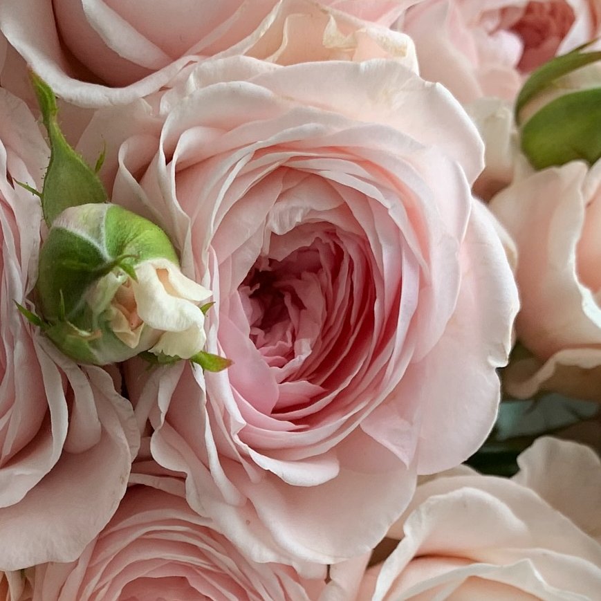 TheFlowerShow's tweet image. A rose with a name like a novel, Love Me with Fatal Attraction is as intense as it sounds.
For those who love gently, but never lightly. 💗🌹