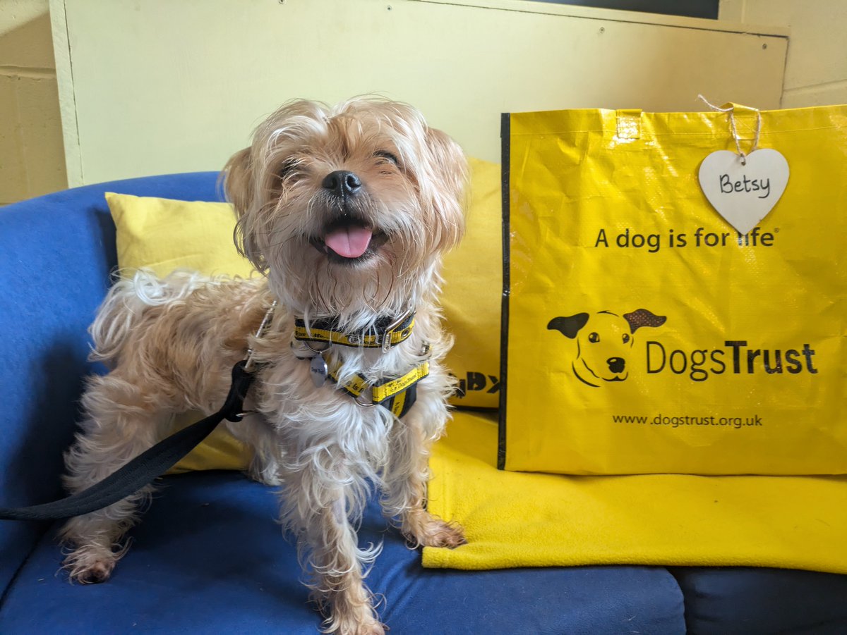 DogsTrust West Calder (Edinburgh) (@dt_westcalder) on Twitter photo Beautiful Betsy was very excited to see her adopters this afternoon😄 She had packed her Big Yellow Bag and was all set to go off to her forever home❤️ Best of luck Betsy! 🐾🏡
#BigYellowBagDay
#AdoptDontShop
#ADogIsForLife
<a href="/DogsTrust/">Dogs Trust 💛🐶</a> Beautiful Betsy was very excited to see her adopters this afternoon😄 She had packed her Big Yellow Bag and was all set to go off to her forever home❤️ Best of luck Betsy! 🐾🏡
#BigYellowBagDay
#AdoptDontShop
#ADogIsForLife
<a href="/DogsTrust/">Dogs Trust 💛🐶</a>