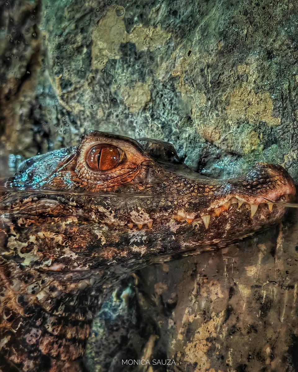 mosave_87's tweet image. Allá donde lloradas lágrimas se vuelven 
a llorar sin llanto
y en donde labios intangibles se buscan 
y se encuentran ya sin cuerpo...
Elena Garro 

📷 IG: monicasauza

#cdmx #chapultepec #zoologicodechapultepec #lagarto