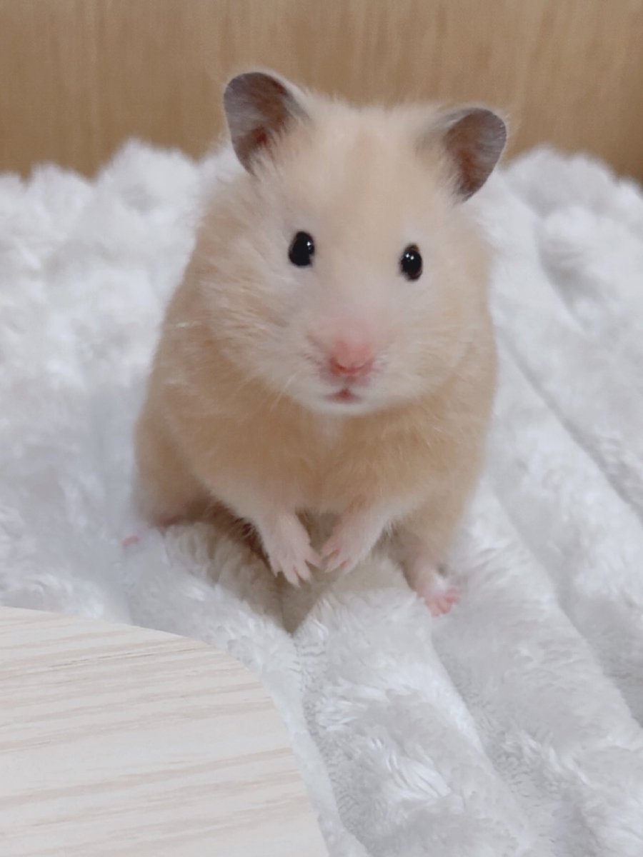 o3o2_sss's tweet image. 