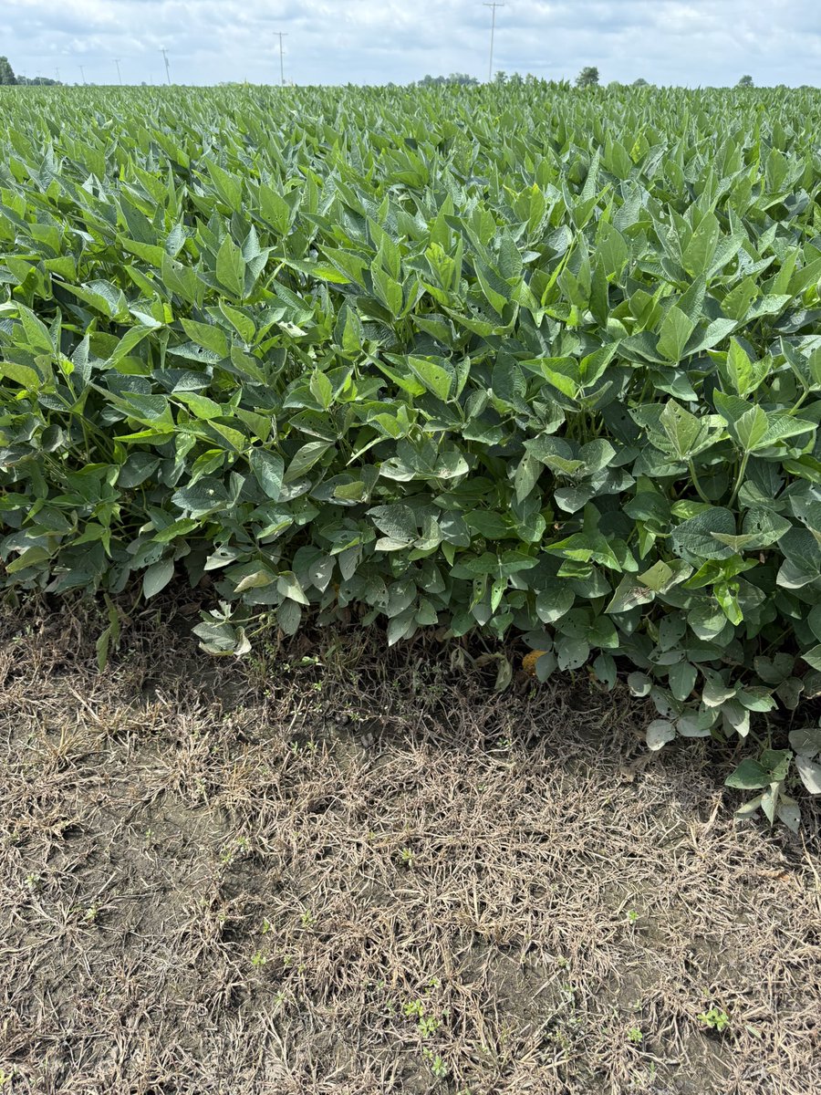 seedgenetics's tweet image. ET-4732’s are really trucking in Fayette county, Ohio! They are our #1 selling bean by volume this year for good reason!