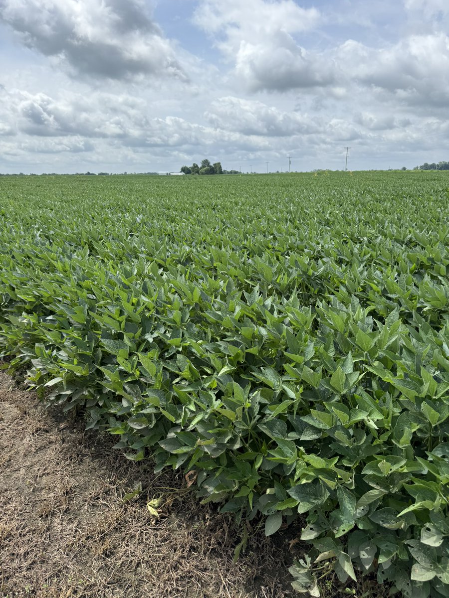 seedgenetics's tweet image. ET-4732’s are really trucking in Fayette county, Ohio! They are our #1 selling bean by volume this year for good reason!
