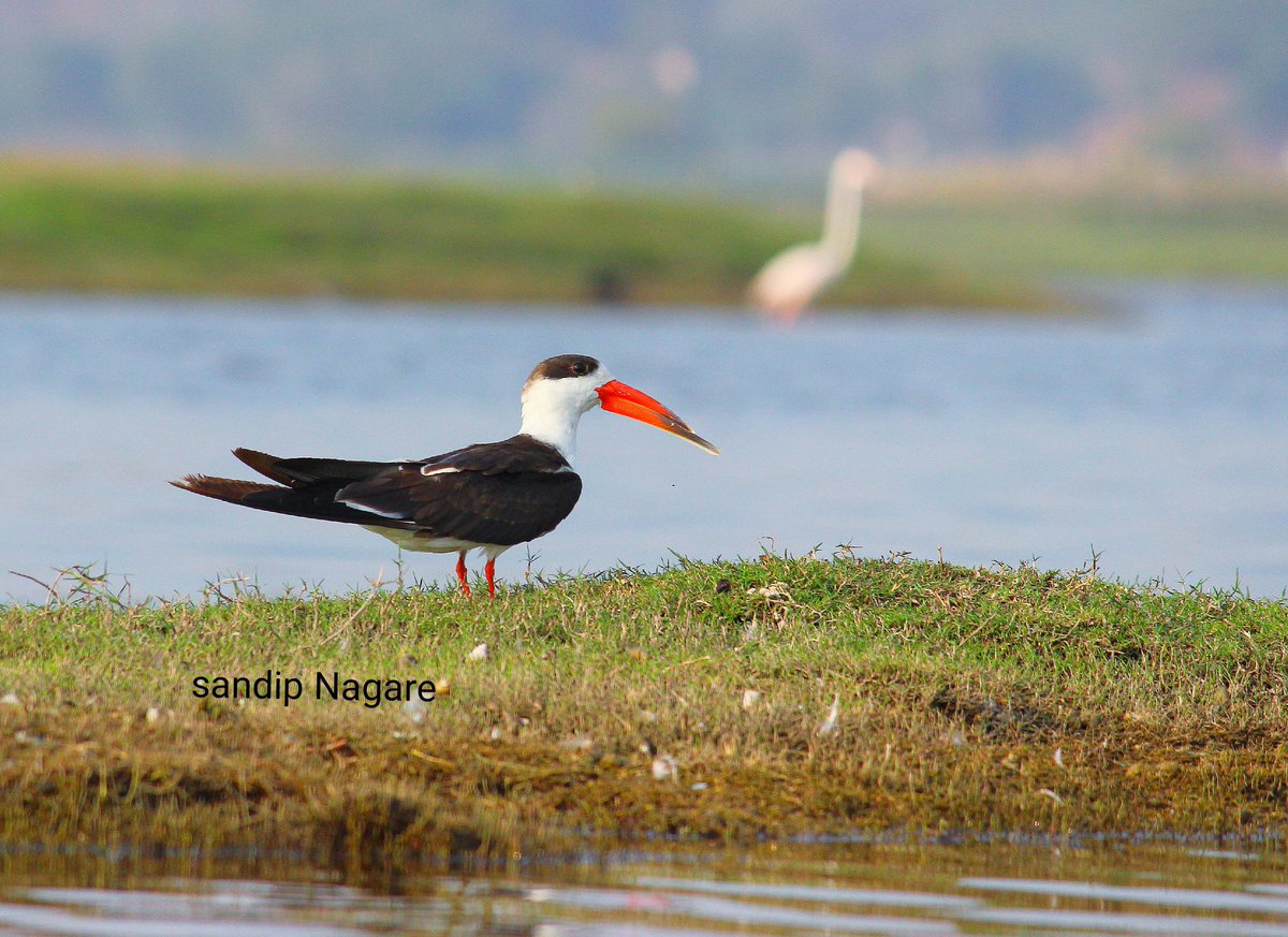 akshay_journo's tweet image. endangered Indian Skimmer Spotted at Bhigwan, Pune.
PC - Sandip Nagare
@ranjeetnature @birdcountindia @TamhiniGhat @BNHSIndia @singh_sonu