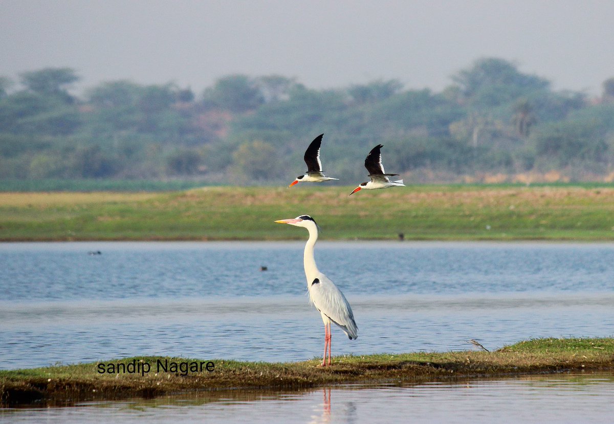 akshay_journo's tweet image. endangered Indian Skimmer Spotted at Bhigwan, Pune.
PC - Sandip Nagare
@ranjeetnature @birdcountindia @TamhiniGhat @BNHSIndia @singh_sonu