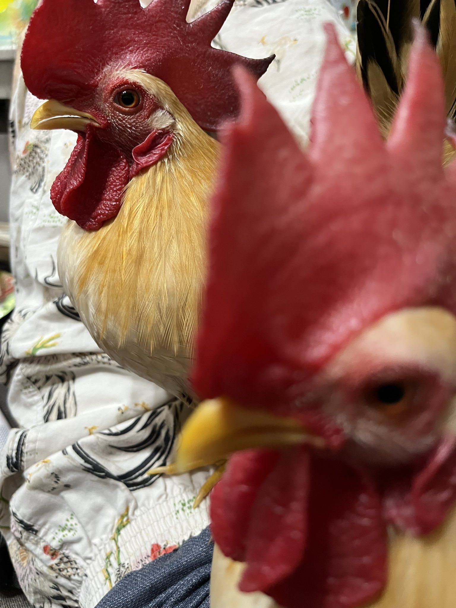 鶏 東京烏骨鶏の卵 烏骨鶏 ニワトリ 放し飼い 平飼い有精卵 TKG