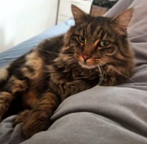 stonewakeStudio's tweet image. I spend the last few days mostly on code refactoring, cleanup, and bug fixes... not very social media friendly content...
So here's a picture of my cat Sammy.
#indiedev #gamedev #cat