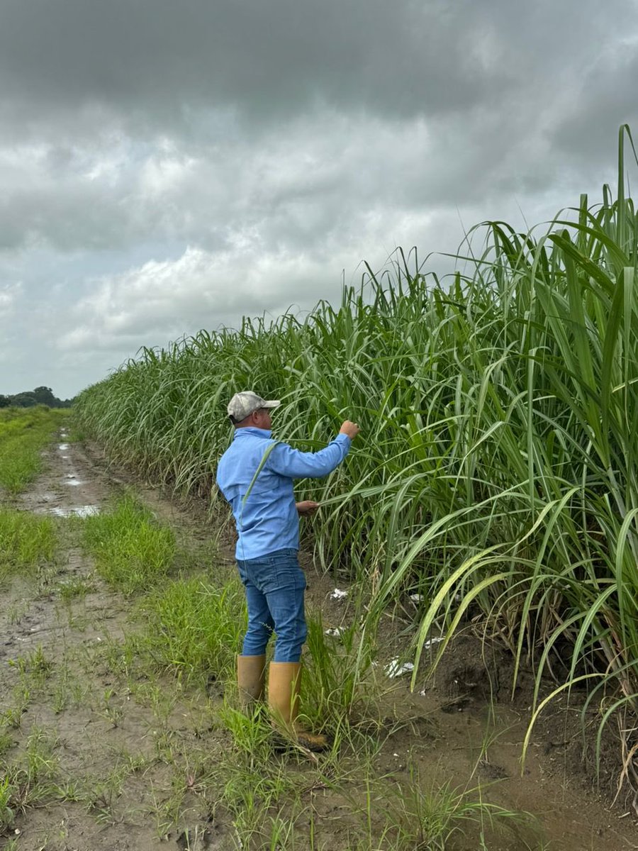 Diagnóstico y supervisión en campo 

Nuestro departamento técnico en continua evaluación y seguimiento con miras a la zafra 2025-2026

Sembramos caña, hacemos patria 🎋🇻🇪