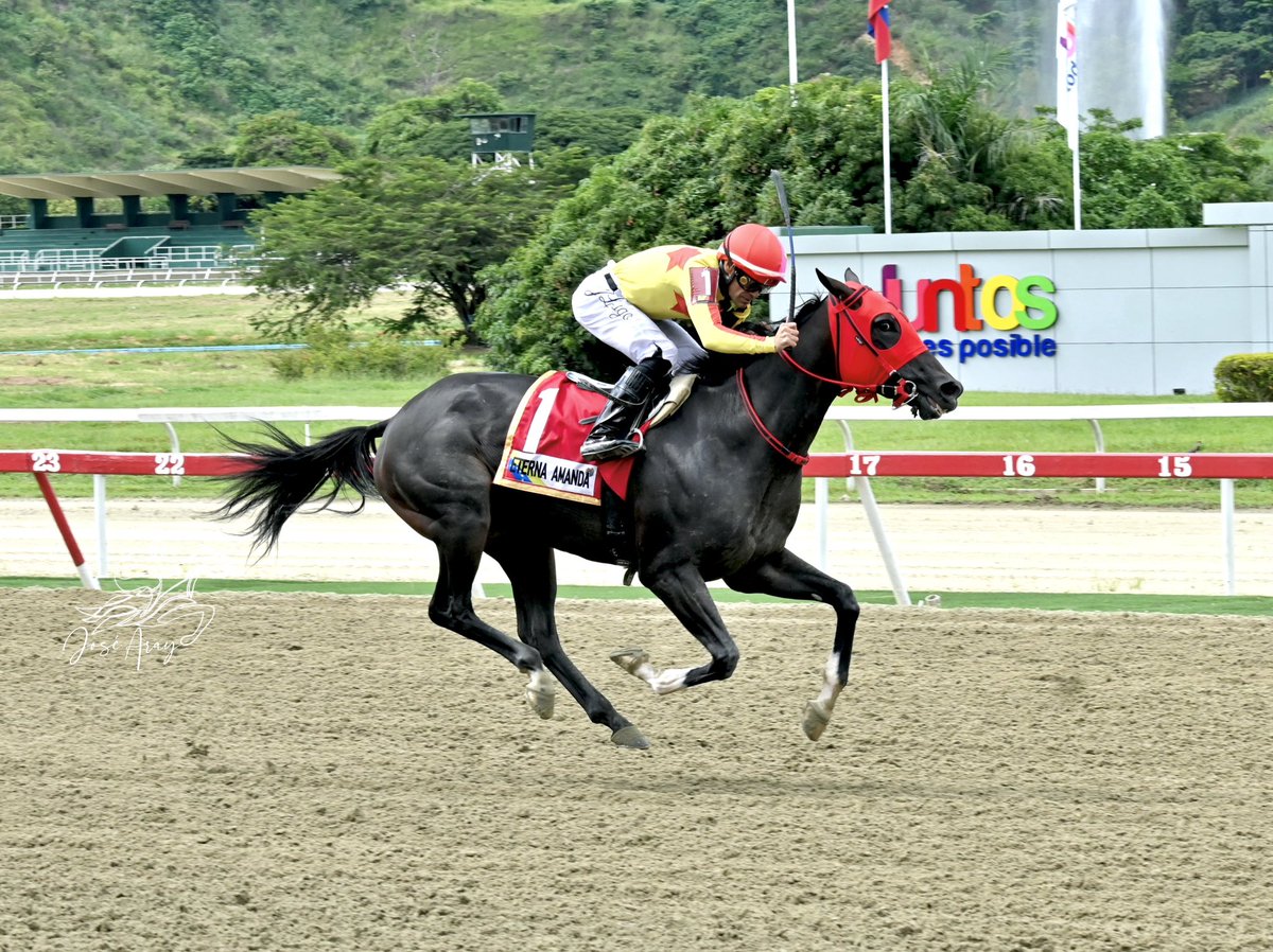 HLosCaracaros's tweet photo. ¡Eterna Amanda es Triple Coronada!

Eterna Amanda (3.h Tato Zeta en Meetmeinthemiddle x Fusaichi Pegasus) conquistó el tercer peldaño de la Triple Corona versión hembras, alzándose en el Clásico General Joaquín Crespo G1.

La hija del criollo y campeón Tato Zeta entra en la historia del turf nacional siendo la 16.ª triple coronada.

Además, celebramos con orgullo el 1-2 nuevamente, con Sugar Cane (h. Roger Rocket en Into the Moon).

¡Felicidades a sus conexiones!
@StudQuarterback
@rickydangelo13