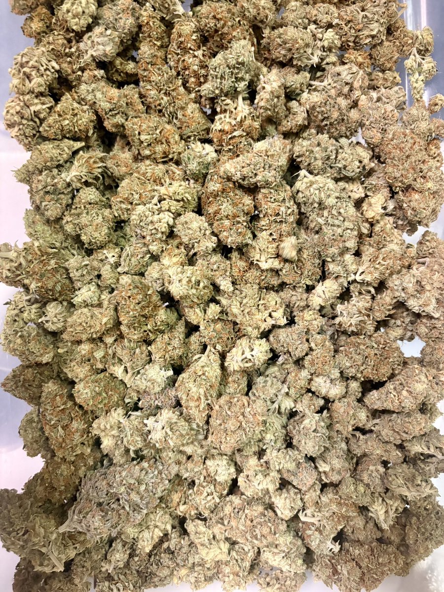loudpack jackson tweet media