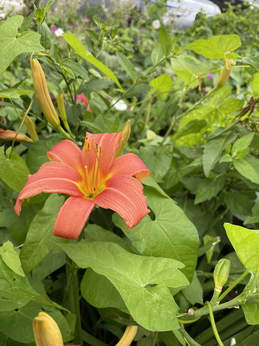 PeyzajBitkileriKitap (@peyzajbitkileri) on Twitter photo 