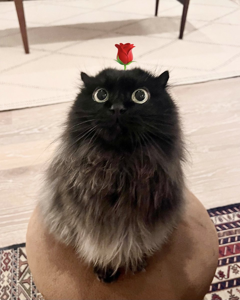 necosan__cat's tweet image. あたまにお花が刺さっててもカワイイ🌹