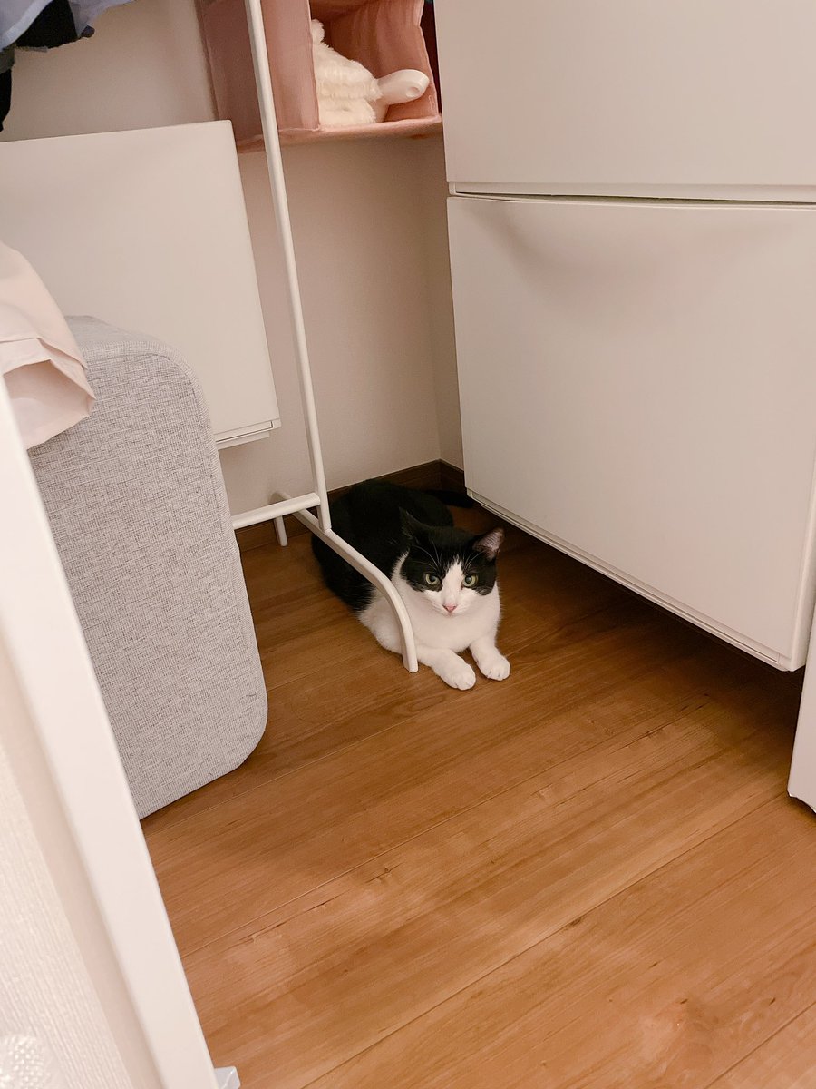 GUuNEMU_PACHI's tweet image. 