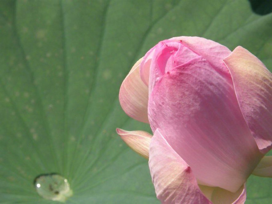 egc51sary1's tweet image. 久しぶりに
ジャイアンツ逆転勝ち
珍しい出来事

朝顔も良いけどハスの花も

それにしても暑すぎますね
明日も暑いよ💦
又明日ね