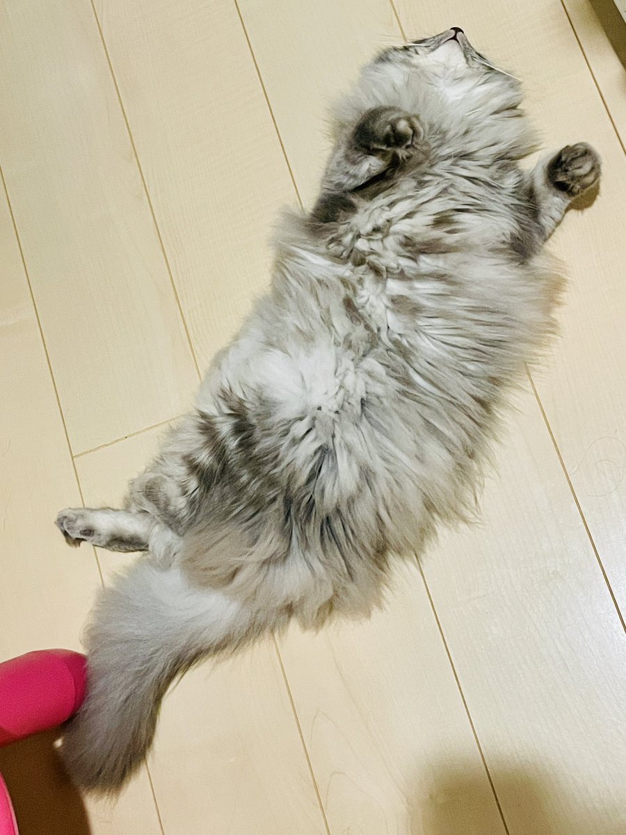 なんだこのいきものは