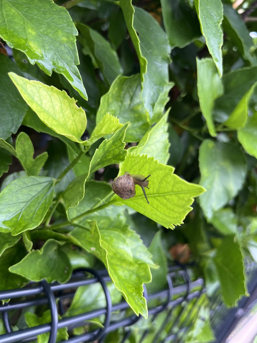 curve_ni's tweet image. 那覇市在住のカタツムリさん🐌
