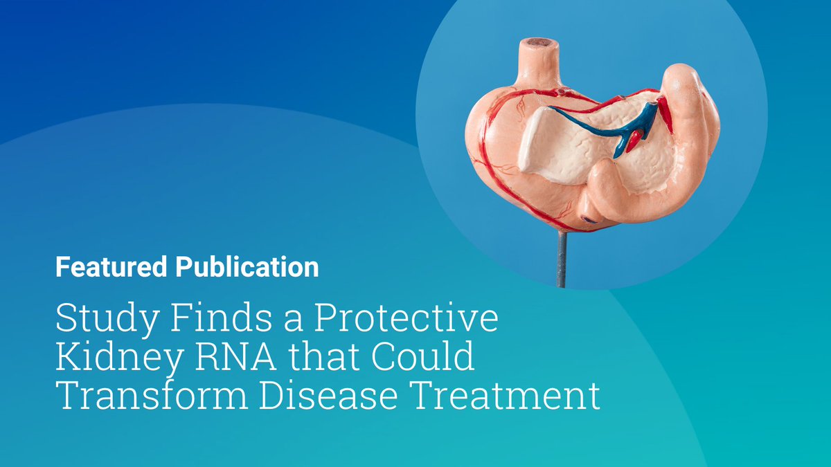 MGBResearchNews's tweet image. In a new study, researchers from @MGHanesthesia and colleagues found a protective kidney RNA that could transform disease treatment. The study was published in @ScienceMagazine.
Read more: massgeneralbrigham.org/en/about/newsr… science.org/doi/10.1126/sc… @SaumyaDas_Lab @GuopingLi2