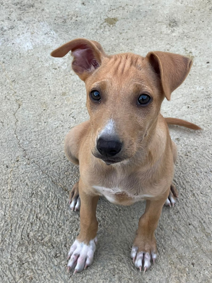 ohanarifugio's tweet image. 🐶 PETER È NATO CON NOI, AUTENTICO BAMBINO DI OHANA MA SENZA NESSUNA RICHIESTA
⭕ Info: PER FAVORE NON CHIAMARE. ESCLUSIVAMENTE SE REALMENTE INTERESSATI via Whatsapp al +39 327 760 7352
🚼 Data di nascita: 10 Maggio 2025
📏 Taglia: media (25-28 kg da adulto)
Santa Margherita