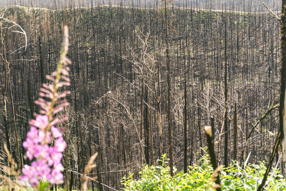 Although recovery is underway in forests near Jasper, AB with green grass showing back up &amp; beautiful pink flowers making an appearance too, you can obviously still very much see the horror this area went through. Seeing the burn scar for the first time was incredibly surreal.