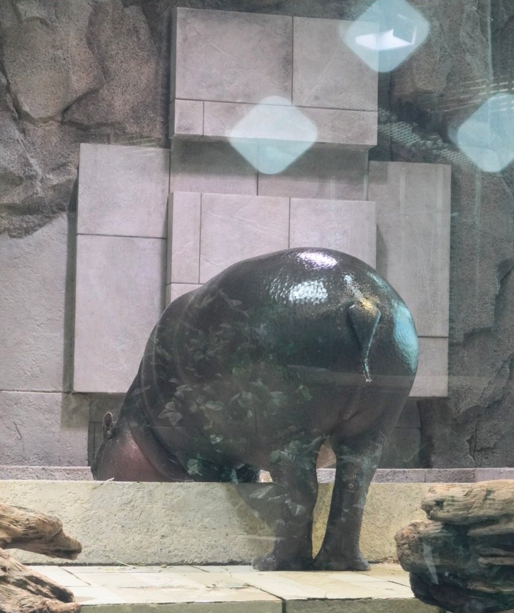 nya_715's tweet image. ニフレルと言えばコビトカバ。水中のフルフルと食事中のネムネム。