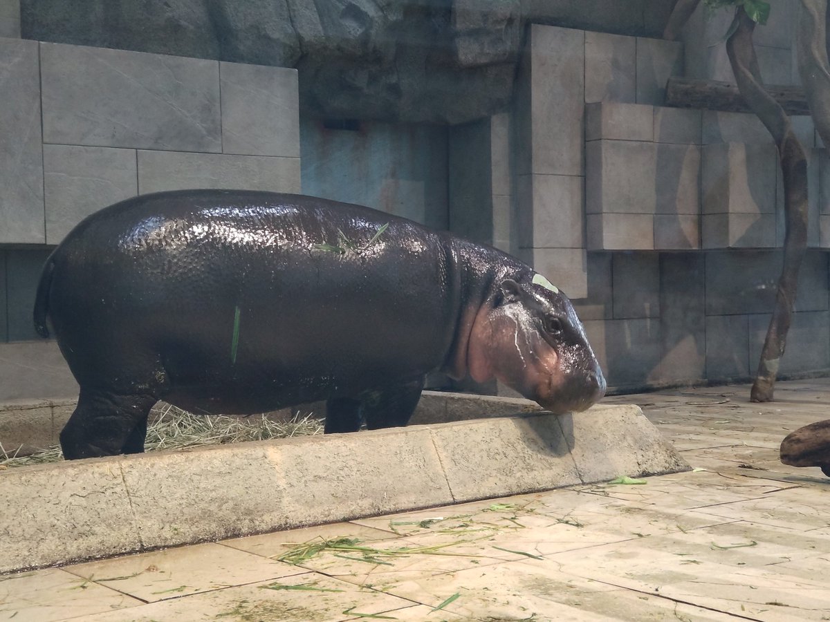 nya_715's tweet image. ニフレルと言えばコビトカバ。水中のフルフルと食事中のネムネム。
