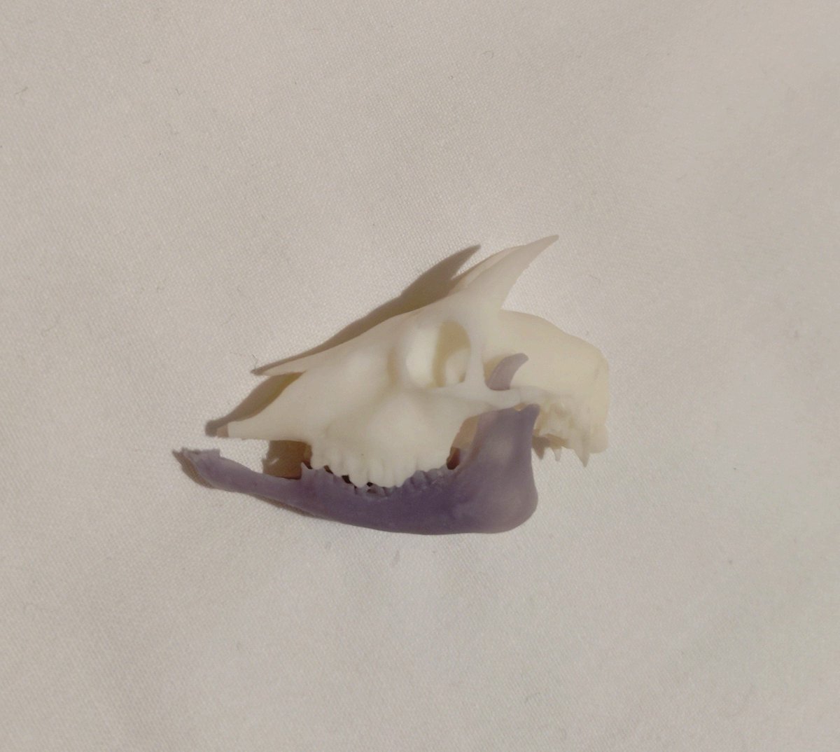 j_atrata's tweet image. #博物ふぇす収穫祭 
路上博物館さまのジャンク品から噛み合ったカモシカ頭骨。その他は後日同定を試みます。