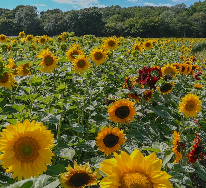 Cammas Hall tweet media