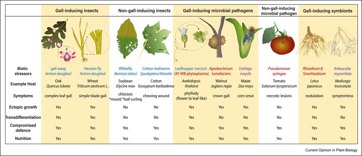 TerezaYan's tweet image. First Ma lab #GMI paper is now online! It‘s a mini-review on insect-induced plant #galls —their coolness and research potential! Plant galls induced by insects: Coordinated developmental reprogrammin... sciencedirect.com/science/articl…