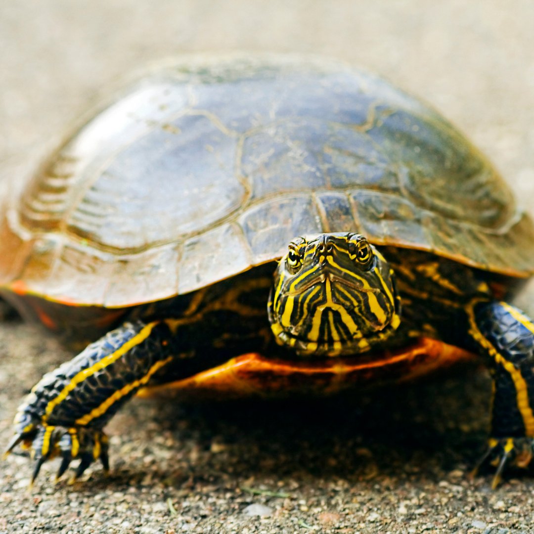 CWF_FCF's tweet image. Pitter patter, let's get at er'! Happy Monday, everyone! // On commence la semaine à pas de tortue ou de lièvre? Bon lundi!