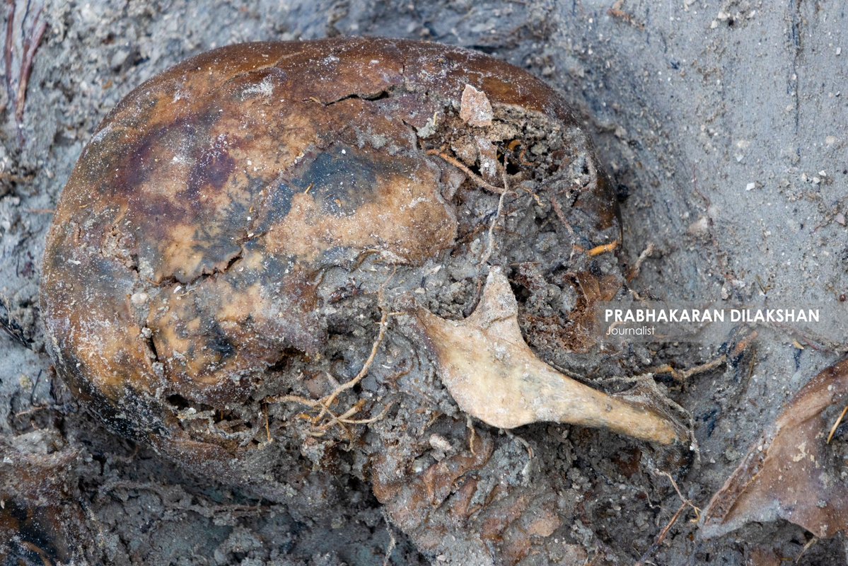 Prabhakaranlk's tweet image. The excavation work at the previously halted Chemmani mass grave site in Jaffna resumed today.
During today’s excavation activities, seven new sets of human skeletal remains were discovered. With this latest finding, the total number of human skeletal risen to 72.